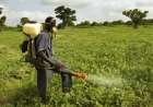 FG Moves to Harmonise Fertiliser Application to Boost Food Production, Protect Soil Health